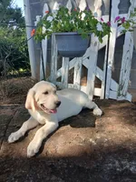 Jake , a male Labrador Retriever for sale in Seneca, SC – 6 of 9