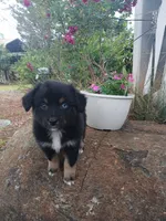 Riley , a female Miniature Australian Shepherd for sale in Seneca, SC – 6 of 9