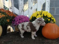 Tate, a male Miniature Australian Shepherd for sale in Seneca, SC – 2 of 7