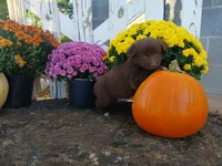 Bear, a male Miniature Australian Shepherd for sale in Seneca, SC – 3 of 6