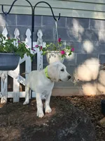 Ruger , a male Labrador Retriever for sale in Seneca, SC – 2 of 8
