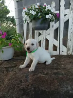 Emma , a female Labrador Retriever for sale in Seneca, SC – 5 of 7