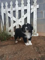 Milo, a male Miniature Australian Shepherd for sale in Seneca, SC – 6 of 9