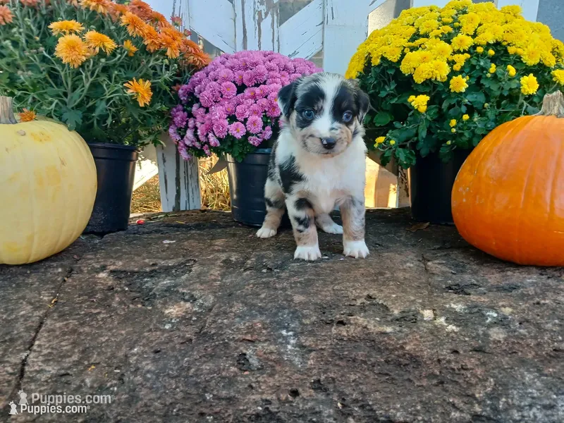 Oreo  – Miniature Australian Shepherd puppy for sale in Seneca, SC