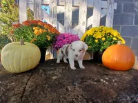 Snickers , a male Miniature Australian Shepherd for sale in Seneca, SC – 2 of 6