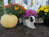 Marble , a male Miniature Australian Shepherd for sale in Seneca, SC – 4 of 7