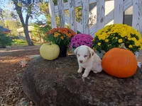 Mocha, a male Miniature Australian Shepherd for sale in Seneca, SC – 4 of 6