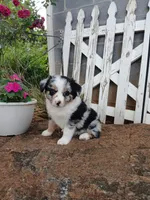 Luna , a female Miniature Australian Shepherd for sale in Seneca, SC – 1 of 8