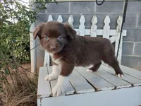 Theo, a male Miniature Australian Shepherd for sale in Seneca, SC – Photo 2 of 8