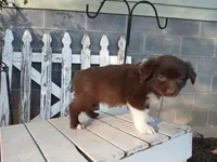 Theo, a male Miniature Australian Shepherd for sale in Seneca, SC – Photo 6 of 8