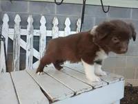 Theo, a male Miniature Australian Shepherd for sale in Seneca, SC – Photo 4 of 8