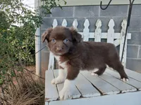 Theo, a male Miniature Australian Shepherd for sale in Seneca, SC – Photo 3 of 8
