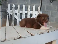 Theo, a male Miniature Australian Shepherd for sale in Seneca, SC – Photo 5 of 8