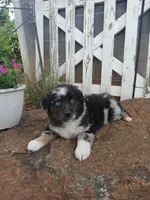 Sadie , a female Miniature Australian Shepherd for sale in Seneca, SC – 4 of 9