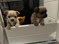 Luke, a male Chihuahua and Yorkshire Terrier for sale in Fayetteville, TN – 6 of 8