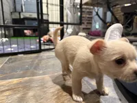 Han, a male Chihuahua and Yorkshire Terrier for sale in Fayetteville, TN – Photo 6 of 10