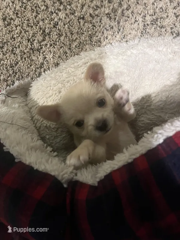 Han – Chihuahua, Yorkshire Terrier puppy for sale in Fayetteville, TN