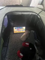 Han, a male Chihuahua and Yorkshire Terrier for sale in Fayetteville, TN – Photo 8 of 10