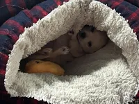 Han, a male Chihuahua and Yorkshire Terrier for sale in Fayetteville, TN – Photo 5 of 10