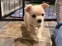 Han, a male Chihuahua and Yorkshire Terrier for sale in Fayetteville, TN – Photo 3 of 10