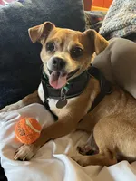 Han, a male Chihuahua and Yorkshire Terrier for sale in Fayetteville, TN – Photo 9 of 10