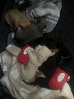 Han, a male Chihuahua and Yorkshire Terrier for sale in Fayetteville, TN – Photo 7 of 10