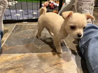 Han, a male Chihuahua and Yorkshire Terrier for sale in Fayetteville, TN – Photo 4 of 10