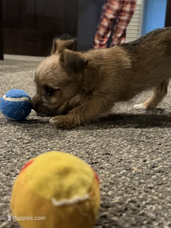 Luke – Chihuahua, Yorkshire Terrier puppy for sale in Fayetteville, TN