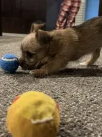 Luke, a male Chihuahua and Yorkshire Terrier for sale in Fayetteville, TN – 1 of 8