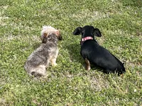Luke, a male Chihuahua and Yorkshire Terrier for sale in Fayetteville, TN – 8 of 8