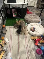 Rogue , a female Chihuahua and Yorkshire Terrier for sale in Fayetteville, TN – Photo 10 of 10