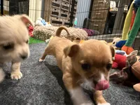 Rogue , a female Chihuahua and Yorkshire Terrier for sale in Fayetteville, TN – Photo 5 of 10