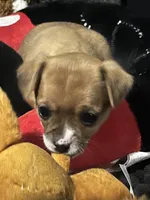 Rogue , a female Chihuahua and Yorkshire Terrier for sale in Fayetteville, TN – Photo 2 of 10