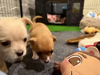 Rogue , a female Chihuahua and Yorkshire Terrier for sale in Fayetteville, TN – Photo 4 of 10