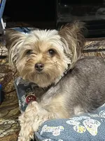 Rogue , a female Chihuahua and Yorkshire Terrier for sale in Fayetteville, TN – Photo 9 of 10