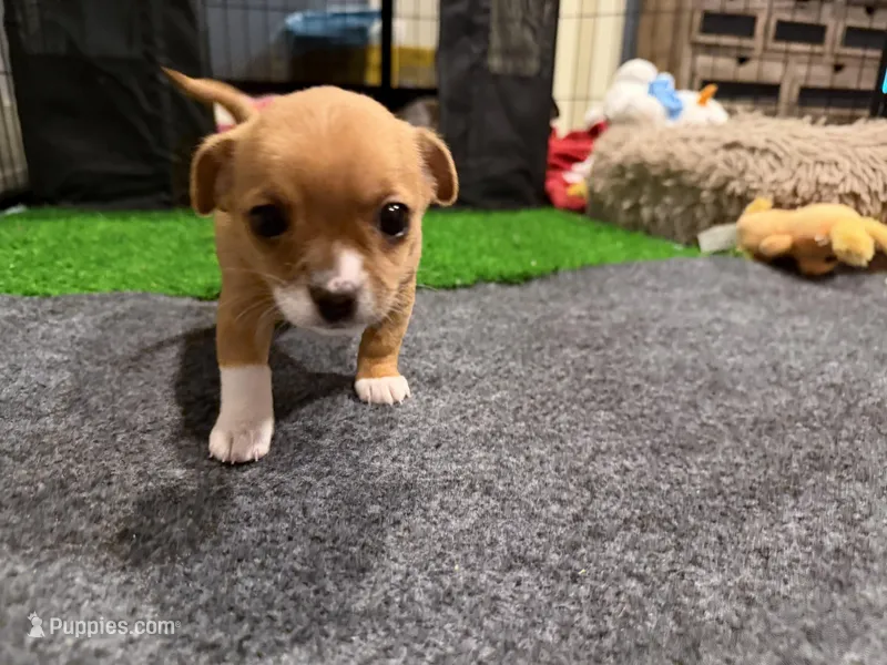 Rogue  – Chihuahua, Yorkshire Terrier puppy for sale in Fayetteville, TN