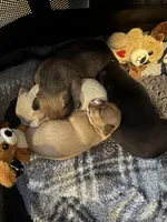 Rogue , a female Chihuahua and Yorkshire Terrier for sale in Fayetteville, TN – Photo 7 of 10