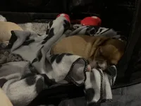 Rogue , a female Chihuahua and Yorkshire Terrier for sale in Fayetteville, TN – Photo 6 of 10