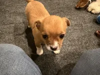 Rogue , a female Chihuahua and Yorkshire Terrier for sale in Fayetteville, TN – Photo 3 of 10