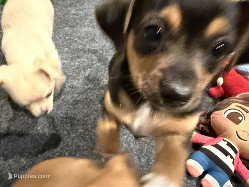 Laya – Chihuahua, Yorkshire Terrier puppy for sale in Fayetteville, TN