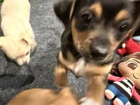 Laya, a female Chihuahua and Yorkshire Terrier for sale in Fayetteville, TN – Photo 1 of 10