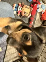 Laya, a female Chihuahua and Yorkshire Terrier for sale in Fayetteville, TN – Photo 9 of 10