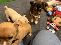 Laya, a female Chihuahua and Yorkshire Terrier for sale in Fayetteville, TN – Photo 6 of 10