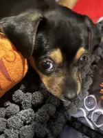 Laya, a female Chihuahua and Yorkshire Terrier for sale in Fayetteville, TN – Photo 2 of 10