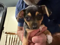 Laya, a female Chihuahua and Yorkshire Terrier for sale in Fayetteville, TN – Photo 4 of 10