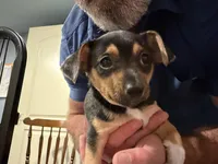 Laya, a female Chihuahua and Yorkshire Terrier for sale in Fayetteville, TN – Photo 3 of 10