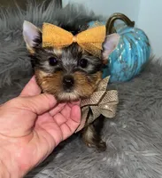 Tiny Toy Leo, a male Yorkshire Terrier for sale in Abilene, TX – 3 of 3