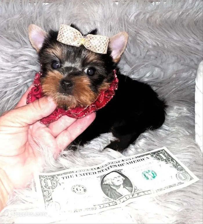 Tiny Toy Louie – Yorkshire Terrier puppy for sale in Abilene, TX