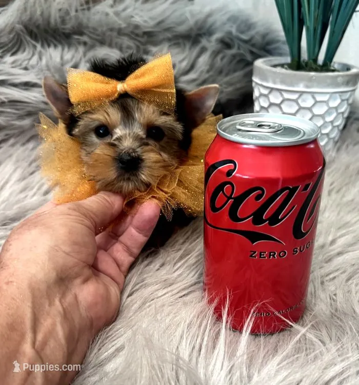 Tiny Toy Gus – Yorkshire Terrier puppy for sale in Abilene, TX