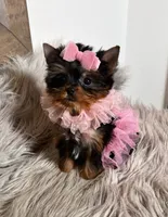 SALE ! MICRO Teacup, a female Yorkshire Terrier for sale in Abilene, TX – 4 of 4